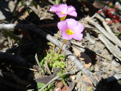 Oxalis inaequalis