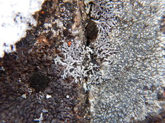 Montanelia disjuncta