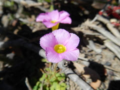 Oxalis inaequalis