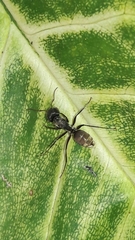 Myrmaphaenus