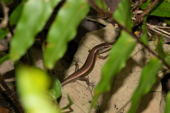 Bellona Skink photo 3