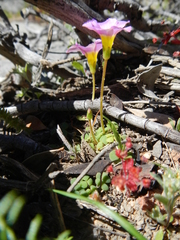 Oxalis inaequalis
