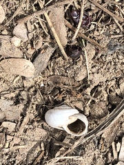 Praticolella mexicana