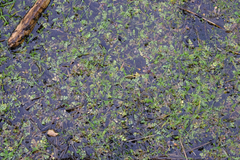 Limnanthes macounii