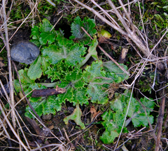 Sanicula arctopoides