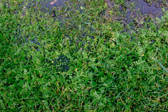 Limnanthes macounii