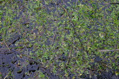 Limnanthes macounii