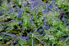Limnanthes macounii
