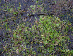 Limnanthes macounii