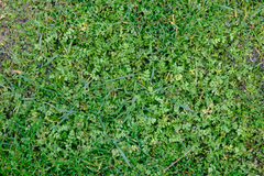 Limnanthes macounii
