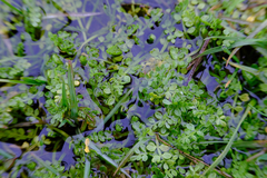 Limnanthes macounii