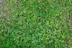 Limnanthes macounii