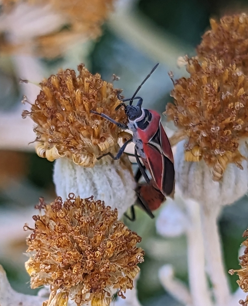 White-crossed Seed Bug from Harrison/Denny-Blaine, Seattle, WA, USA on ...