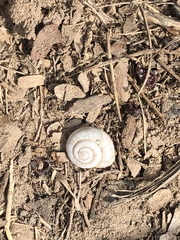 Praticolella mexicana