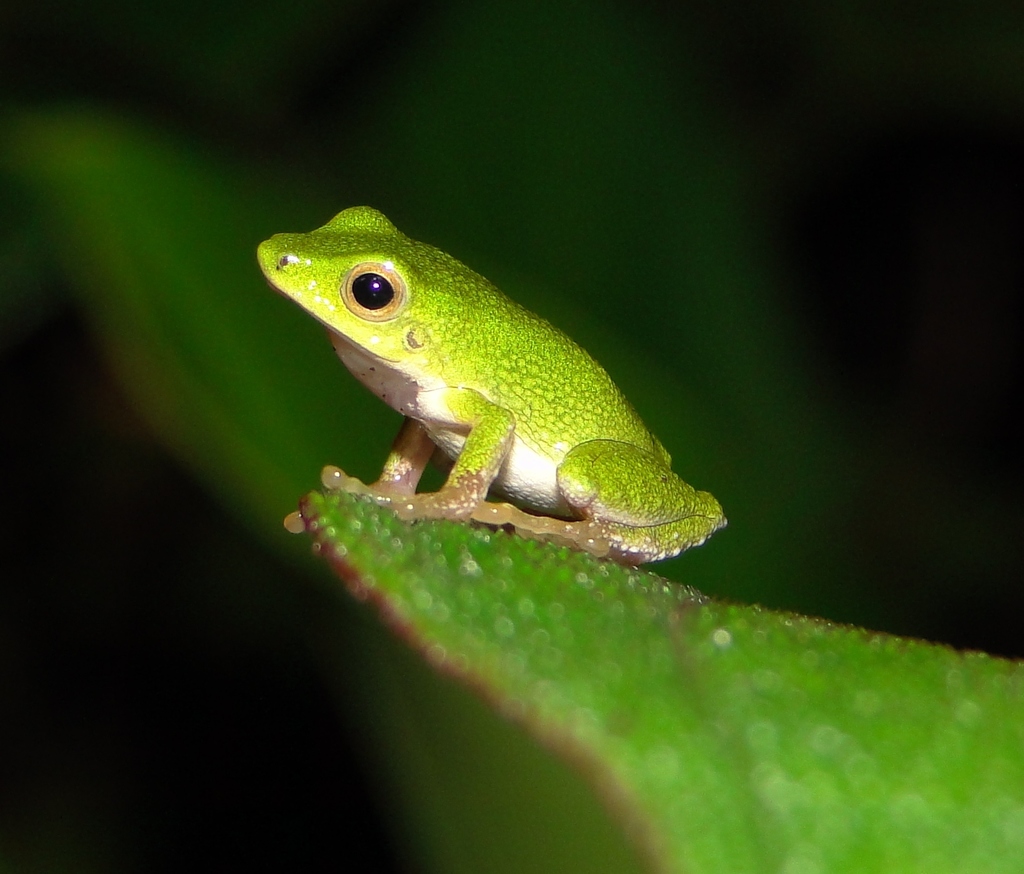 Yapitya Robber Frog
