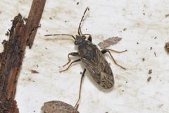 Peritrechus gracilicornis