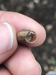 Praticolella mexicana