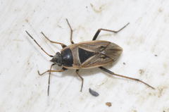 Xanthochilus quadratus