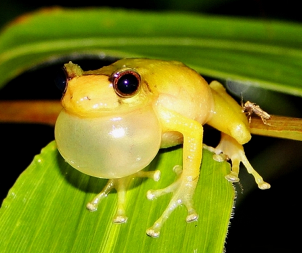 Orange Robber Frog of Tinguichaca