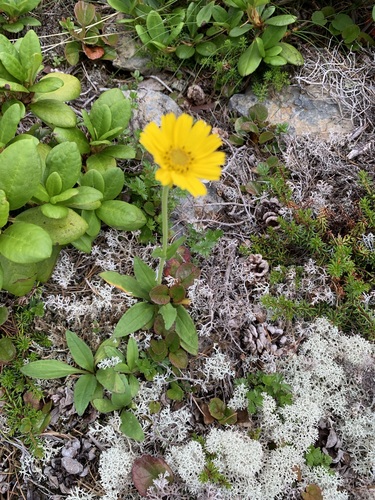 Image of Arnica unalaschcensis by (c) 岸本年郎, some rights reserved (CC BY)