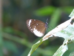 Euploea darchia niveata