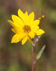 Helianthus occidentalis