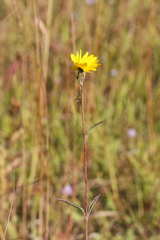 Helianthus occidentalis