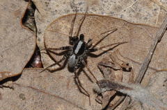 Pardosa saltans