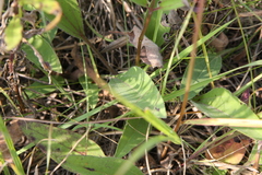 Helianthus occidentalis