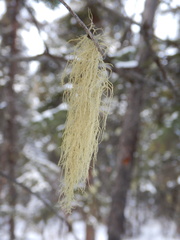Usnea perplexans