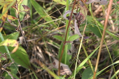 Helianthus occidentalis