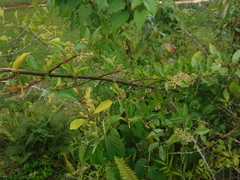 Pisonia aculeata