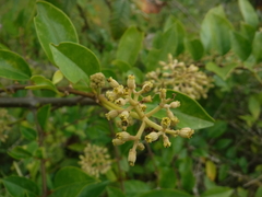 Pisonia aculeata