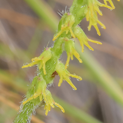 Holothrix thodei