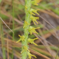 Holothrix thodei