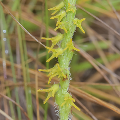 Holothrix thodei