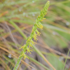 Holothrix thodei