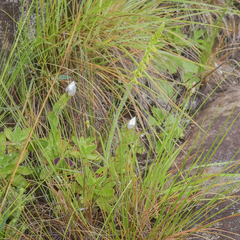 Holothrix thodei