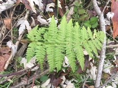 Dennstaedtia punctilobula