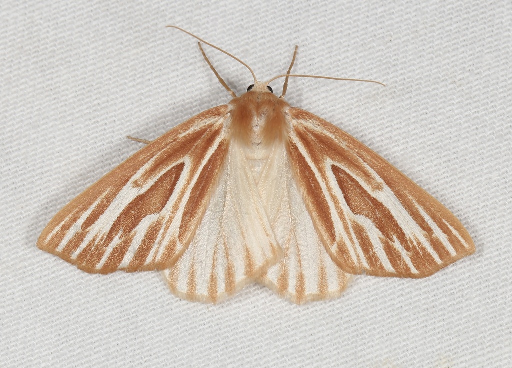 Sabulodes niveostriata