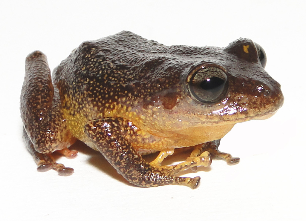 Rain Frog of Paquisha