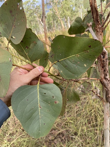 Northern Salmon Gum