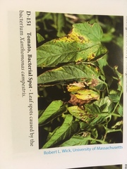 Xanthomonas campestris