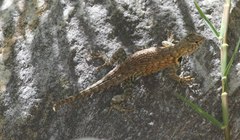 Sceloporus hunsakeri