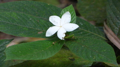 Atractocarpus hirtus