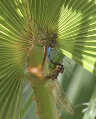 Anax walsinghami