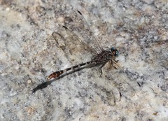 Erpetogomphus lampropeltis