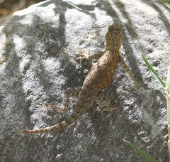Sceloporus hunsakeri