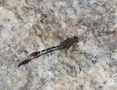 Erpetogomphus lampropeltis