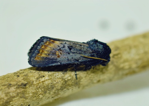 Lily Borer